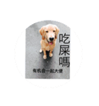 golden retriever  Baby Baby（個別スタンプ：12）