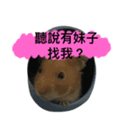 A pupu（個別スタンプ：2）