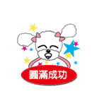 Pink poodle dog daily（個別スタンプ：30）