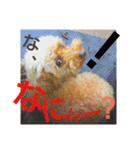 家族への言葉（犬猫編2）（個別スタンプ：11）