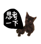 black cat and dog（個別スタンプ：9）