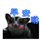 I'm Sugarglider by Little Mei Mei（個別スタンプ：1）