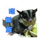 I'm Sugarglider by Little Mei Mei（個別スタンプ：5）