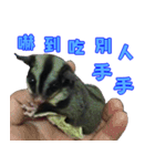 I'm Sugarglider by Little Mei Mei（個別スタンプ：7）