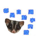 I'm Sugarglider by Little Mei Mei（個別スタンプ：10）