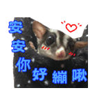 I'm Sugarglider by Little Mei Mei（個別スタンプ：11）