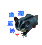 I'm Sugarglider by Little Mei Mei（個別スタンプ：13）