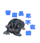 I'm Sugarglider by Little Mei Mei（個別スタンプ：16）