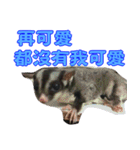 I'm Sugarglider by Little Mei Mei（個別スタンプ：24）