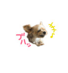 日常会話で使える可愛いワンコ（個別スタンプ：25）