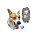 Corgi Ka-ne talks a lot（個別スタンプ：9）