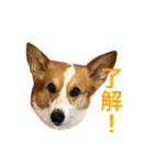 Corgi Ka-ne talks a lot（個別スタンプ：11）