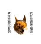 Corgi Ka-ne talks a lot（個別スタンプ：12）