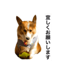 Corgi Ka-ne talks a lot（個別スタンプ：13）