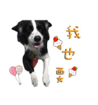 Border Collie (KiKi)（個別スタンプ：2）