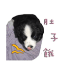 Border Collie (KiKi)（個別スタンプ：4）