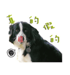 Border Collie (KiKi)（個別スタンプ：6）