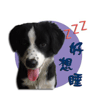 Border Collie (KiKi)（個別スタンプ：7）