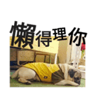 .PUG.（個別スタンプ：1）