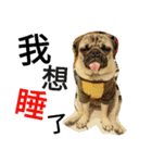 .PUG.（個別スタンプ：2）