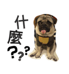 .PUG.（個別スタンプ：5）