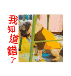 .PUG.（個別スタンプ：6）