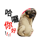 .PUG.（個別スタンプ：12）