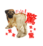 .PUG.（個別スタンプ：16）