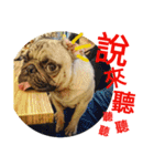 .PUG.（個別スタンプ：18）