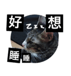 Meow meow meow？（個別スタンプ：2）