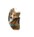 genkidog（個別スタンプ：1）