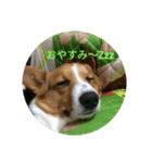 genkidog（個別スタンプ：2）