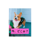 genkidog（個別スタンプ：6）