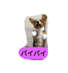 genkidog（個別スタンプ：7）