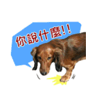 I am dachshund, Co-Co（個別スタンプ：1）