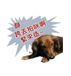 I am dachshund, Co-Co（個別スタンプ：4）