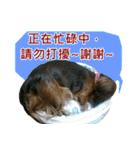 I am dachshund, Co-Co（個別スタンプ：7）