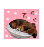 I am dachshund, Co-Co（個別スタンプ：8）