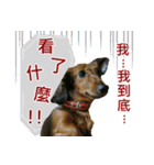 I am dachshund, Co-Co（個別スタンプ：10）