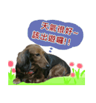 I am dachshund, Co-Co（個別スタンプ：11）