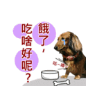 I am dachshund, Co-Co（個別スタンプ：12）