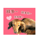 I am dachshund, Co-Co（個別スタンプ：13）