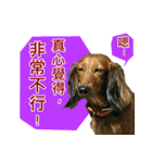 I am dachshund, Co-Co（個別スタンプ：14）