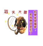 I am dachshund, Co-Co（個別スタンプ：17）