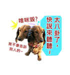 I am dachshund, Co-Co（個別スタンプ：18）