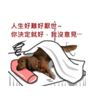 I am dachshund, Co-Co（個別スタンプ：19）