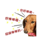 I am dachshund, Co-Co（個別スタンプ：20）