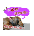 I am dachshund, Co-Co（個別スタンプ：23）