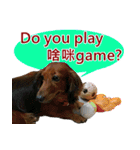 I am dachshund, Co-Co（個別スタンプ：24）