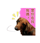 I am dachshund, Co-Co（個別スタンプ：25）